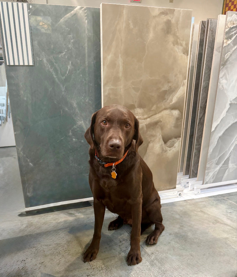 Chocolate Labrador retriever sitting in front of tile samples
