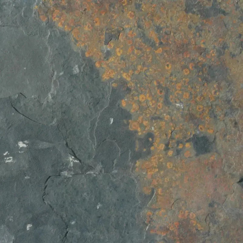 California 16" X 16" Slate Field Tile
